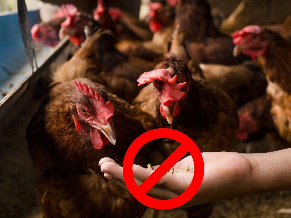 What Should Chickens Never Eat?