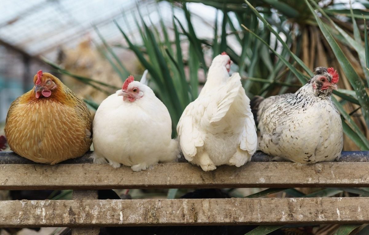 What Are The Best Chicken Breeds For Beginners?