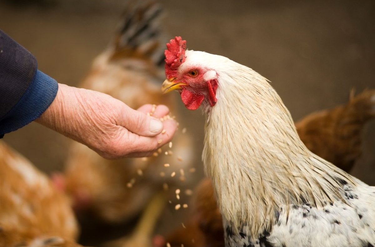 What Can Chickens Eat? – Dos and Don’ts