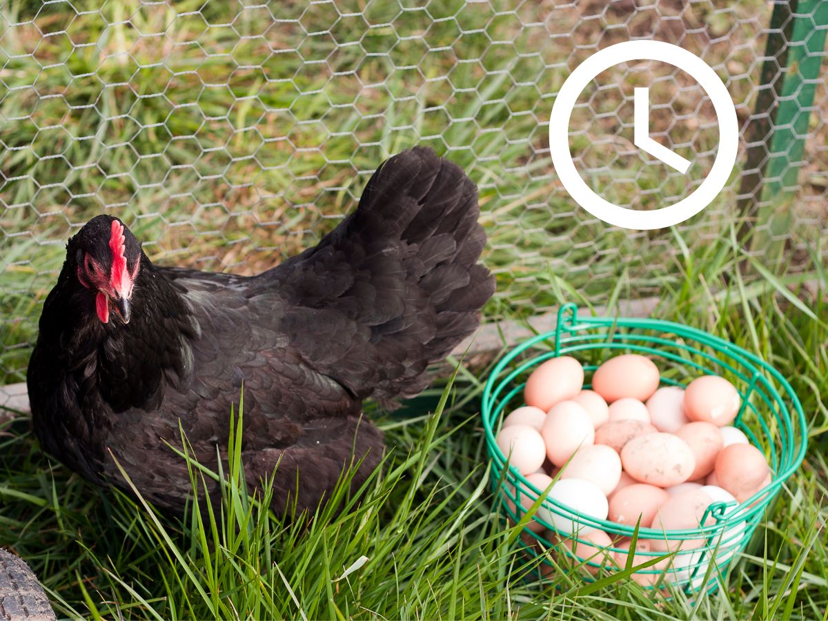 When Do Chickens Start Laying Eggs?