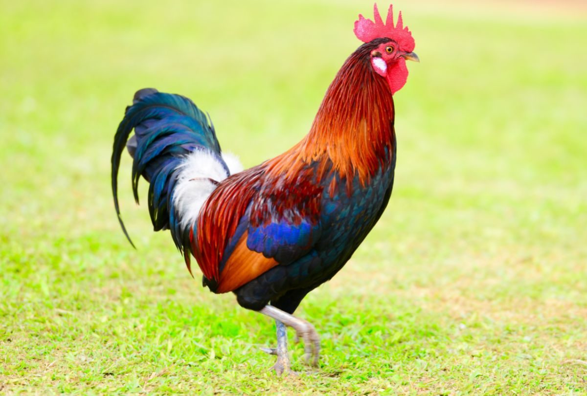 Do Hens need a Rooster? – Pros and Cons