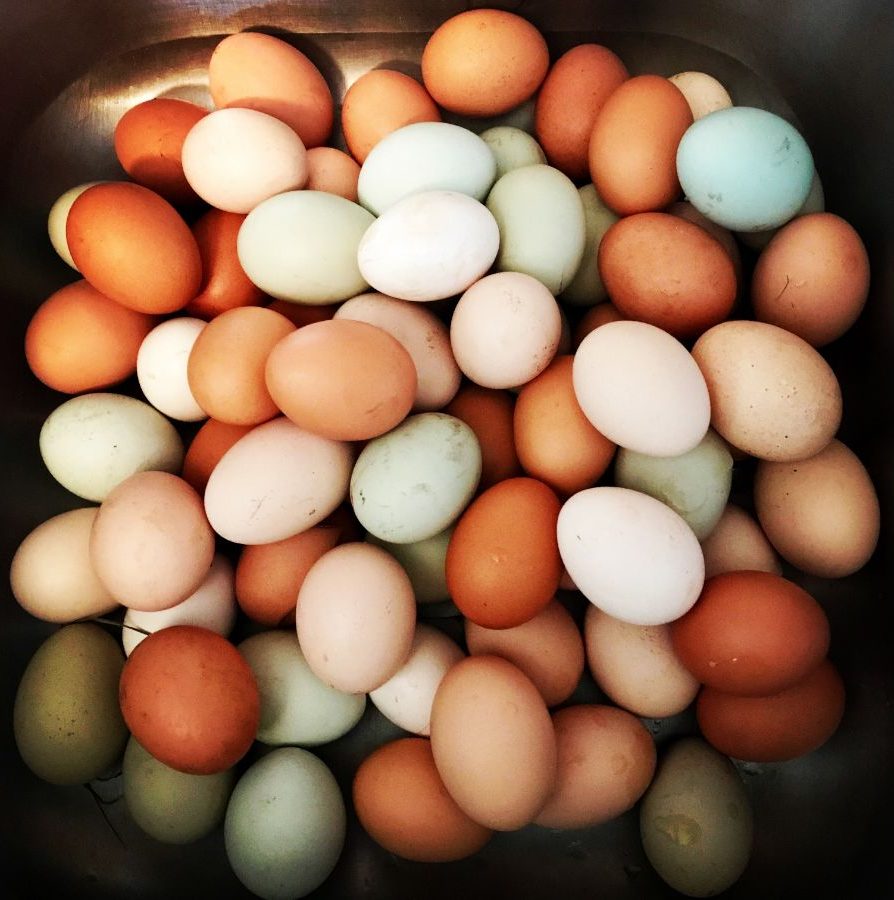 How to best store eggs? – The Perfect Method