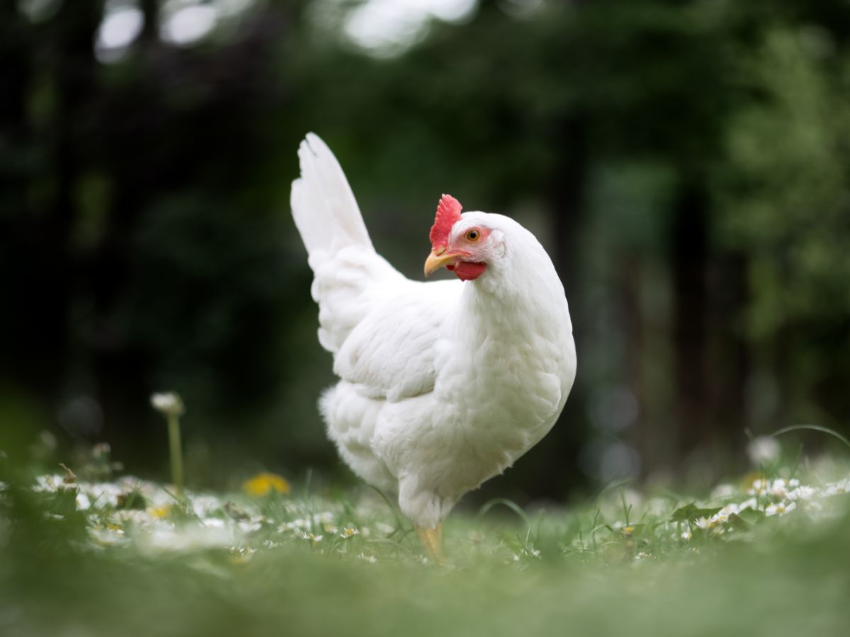 What Are The Best Egg-Laying Chicken Breeds? – 12 Best Breeds