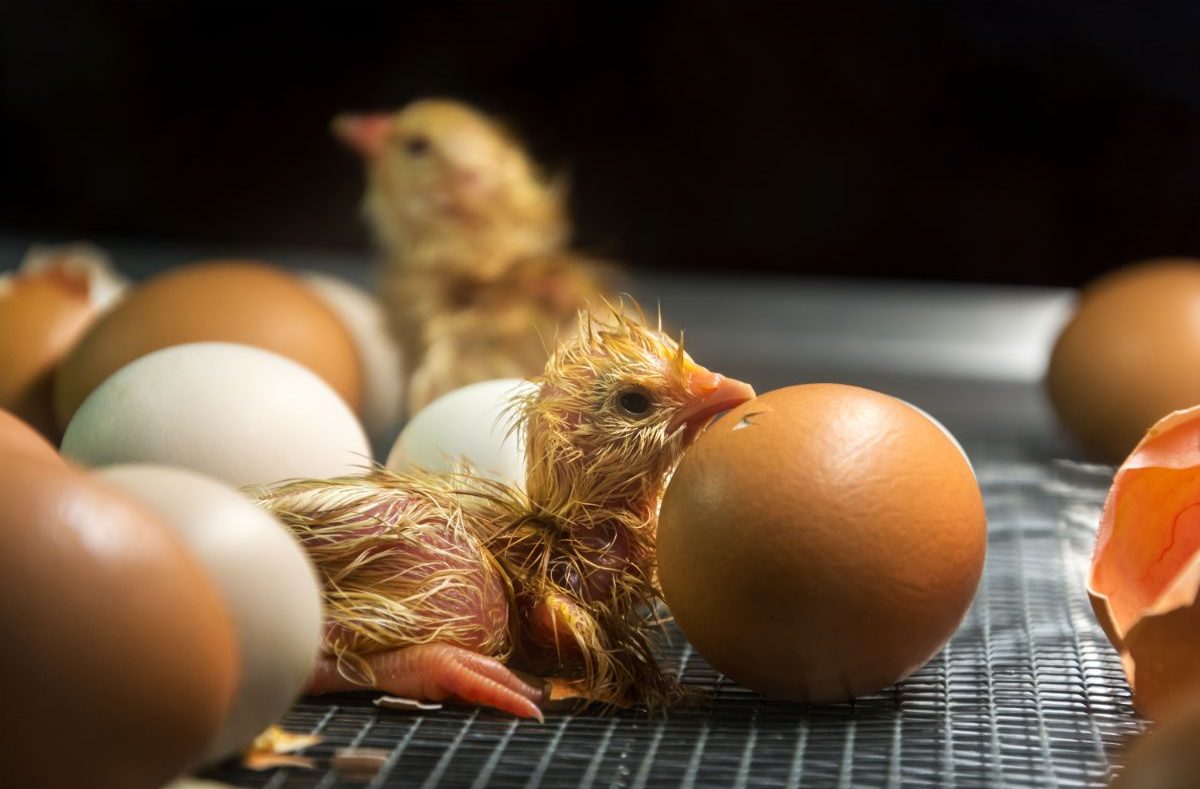 How to know if a chicken egg is fertilized? – 2 Methods