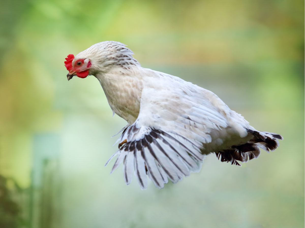 Can Chickens Fly? – All You Need To Know!