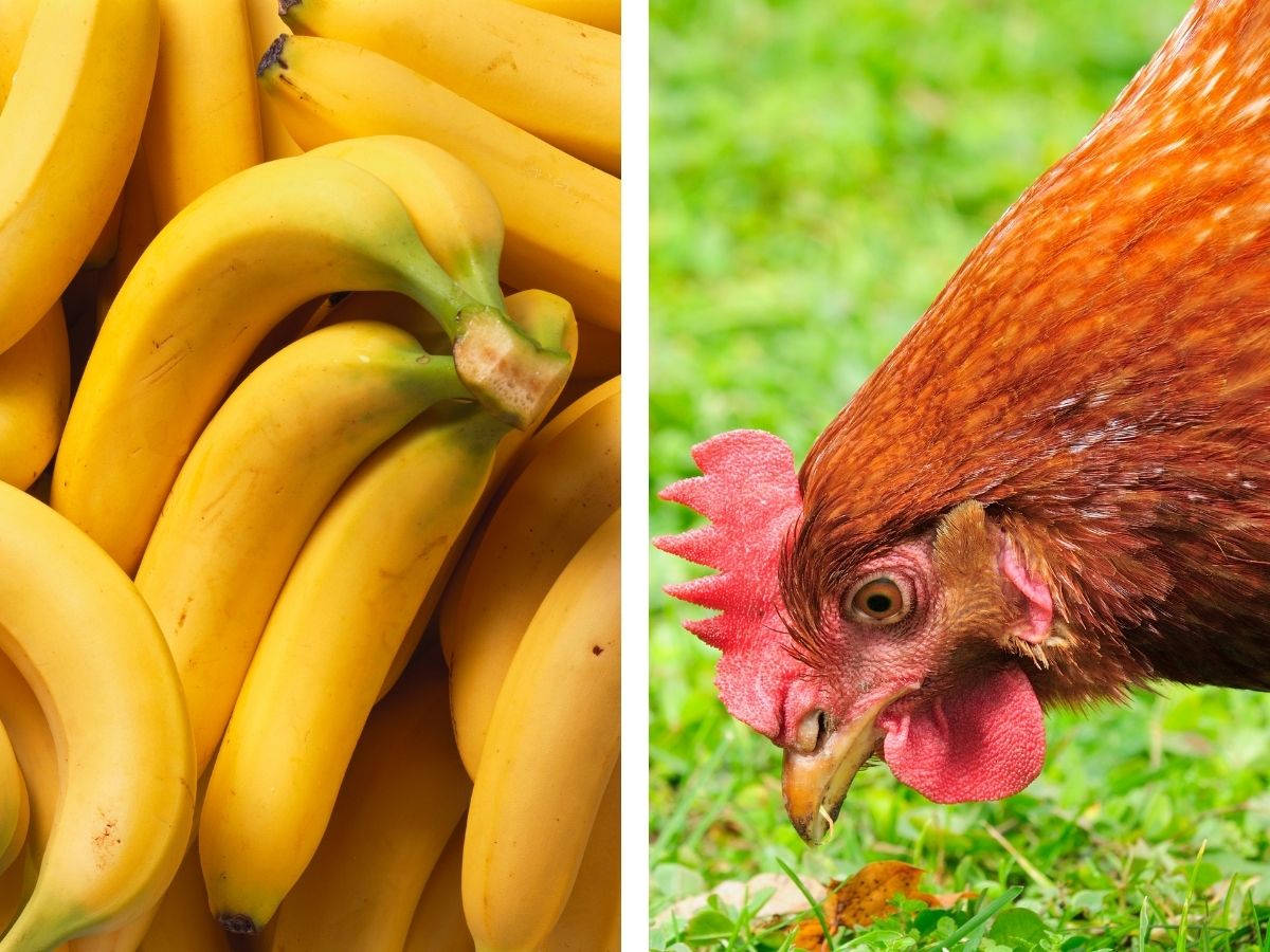 Can Chickens Eat Bananas?