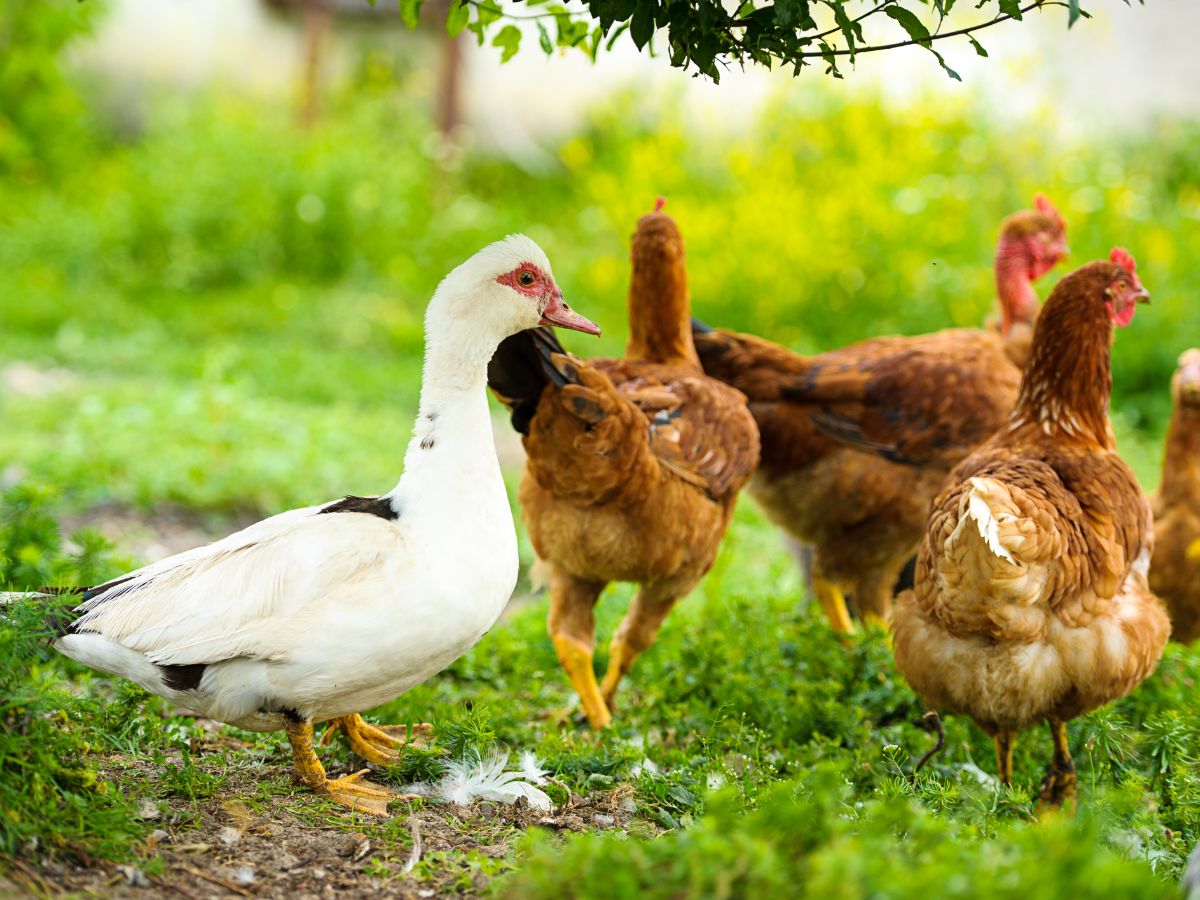 Can Chickens Live With Ducks? – All You Need To Know!