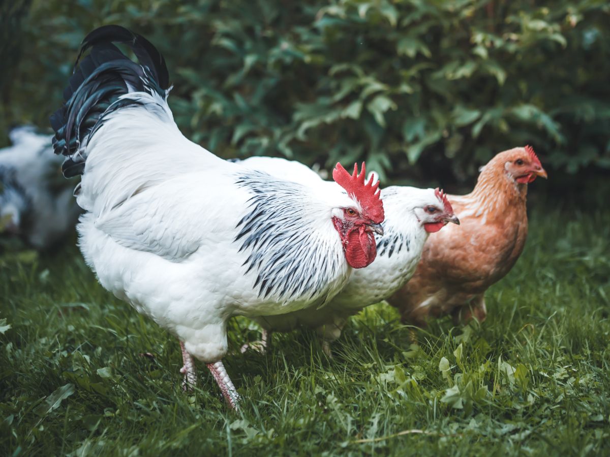 How To Keep Backyard Chickens – Beginner’s Guide