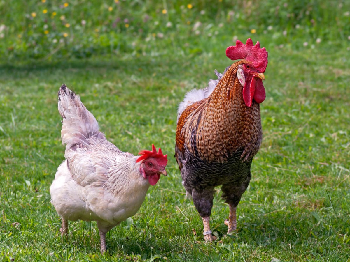 How Old Do Chickens Get? – Tips For A Longer Lifespan