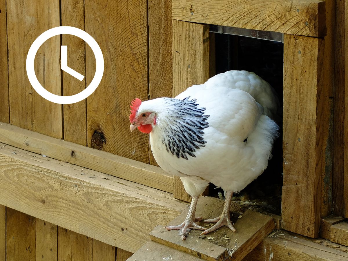 How Much Time Does It Take To Keep Chickens?