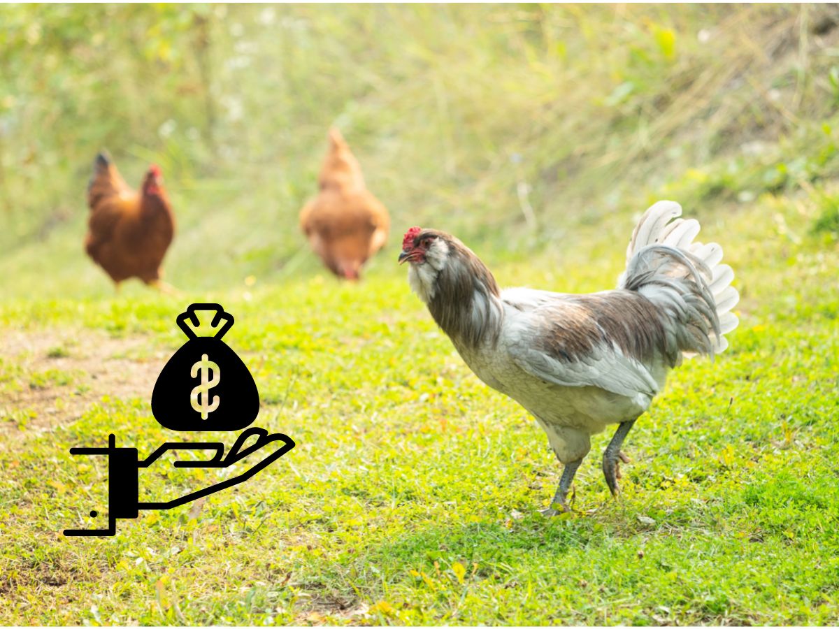 How Much Does It Cost To Keep Chickens?