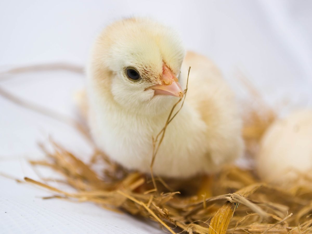 How To Hatch Chicken Eggs? – In 21 Days