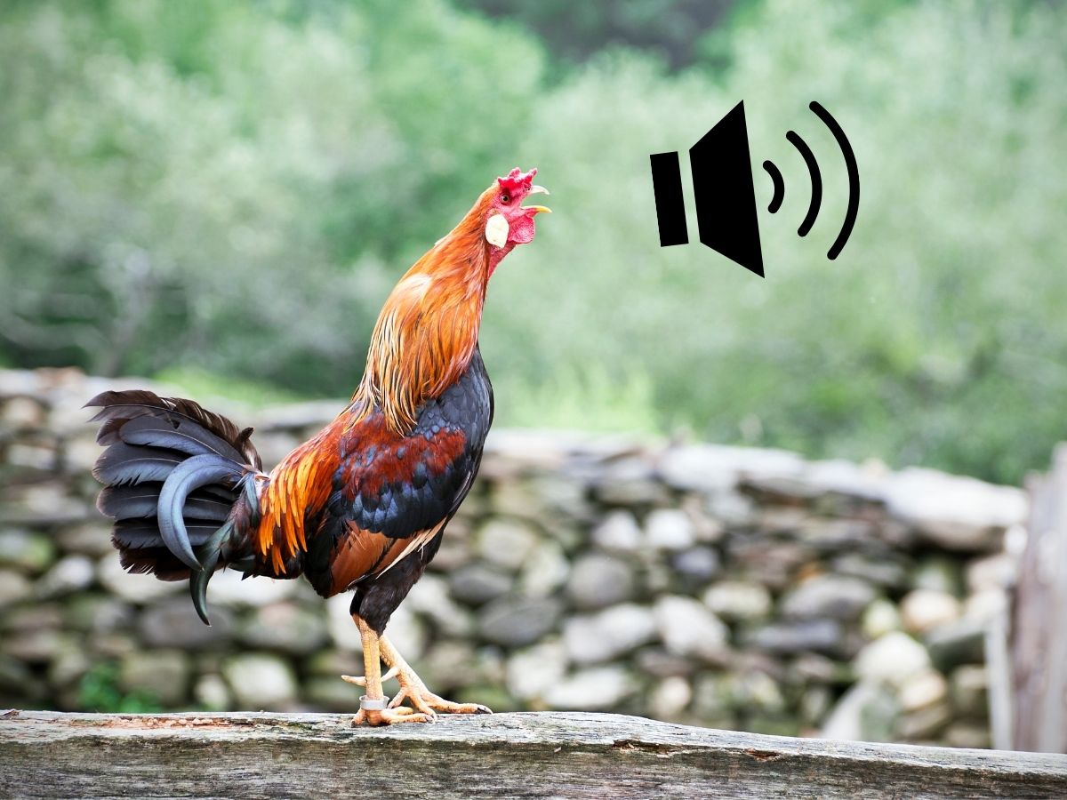 How To Understand Chicken Noises – Beginners Guide