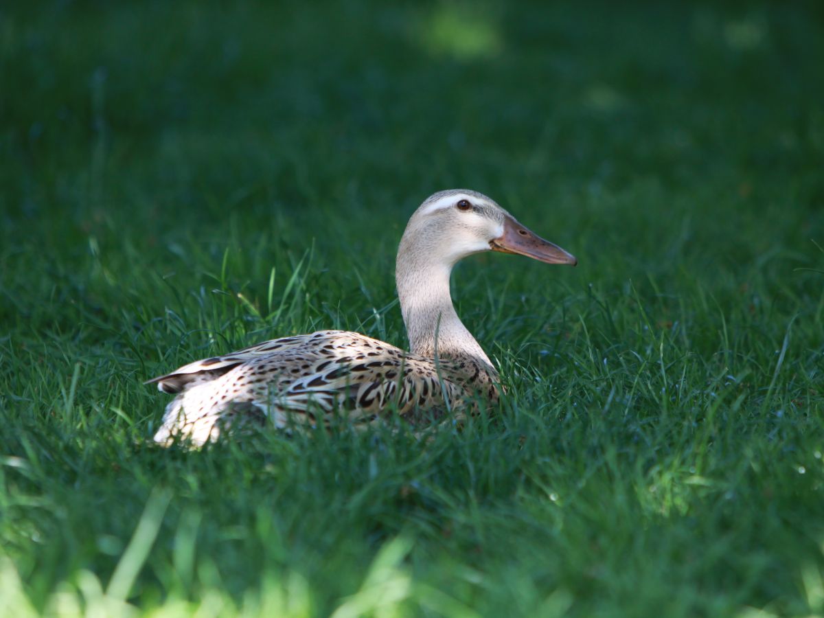 Best 7 Backyard Duck Breeds For Beginners (With Pictures)