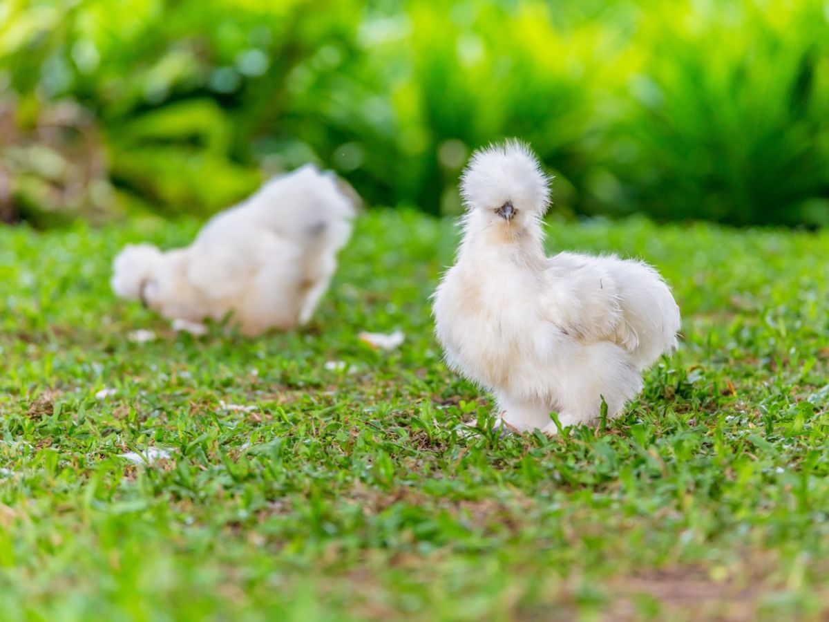 Best 7 Chicken Breeds For Small Backyards (with Pictures)