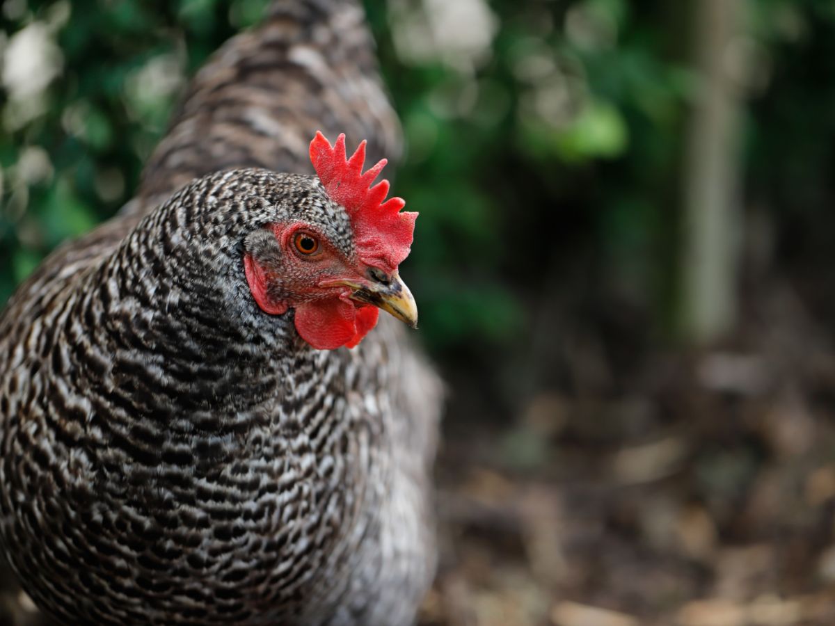 Are Chickens Good Pets? Pros And Cons Of Backyard Chickens