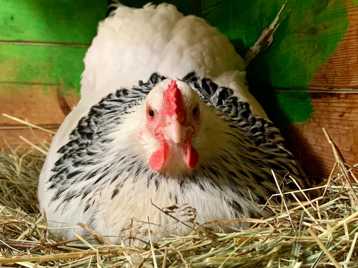 All About Broody Hens – Signs And How To Proceed