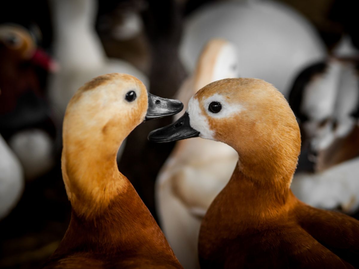 How To Understand Duck Behavior – Sleep, Tail Wagging and Quacking