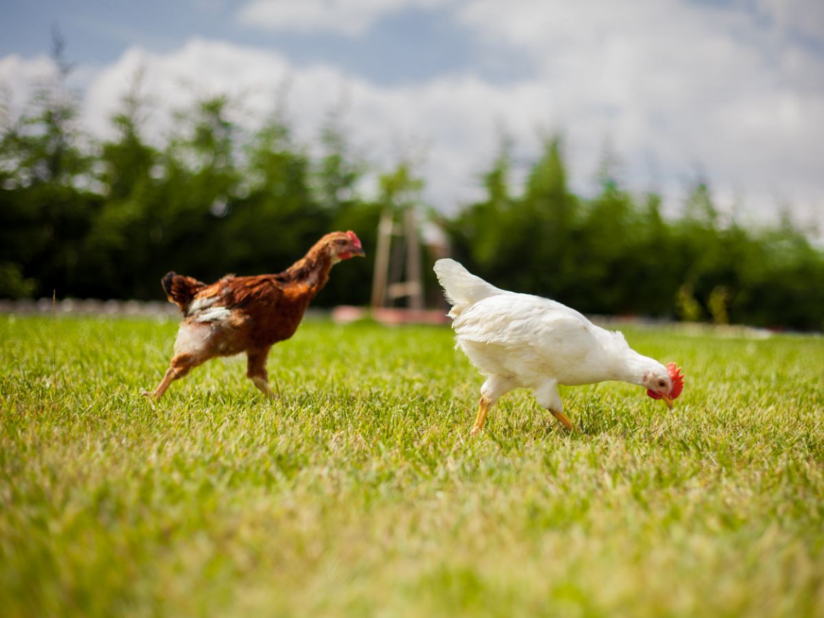 7 Most Common Mistakes When Keeping Chickens