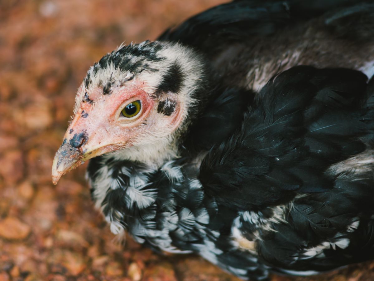 How To Recognize The Most Common Chicken Diseases