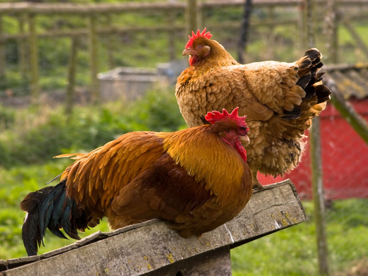 Do Chickens Need Perches? – And why their important