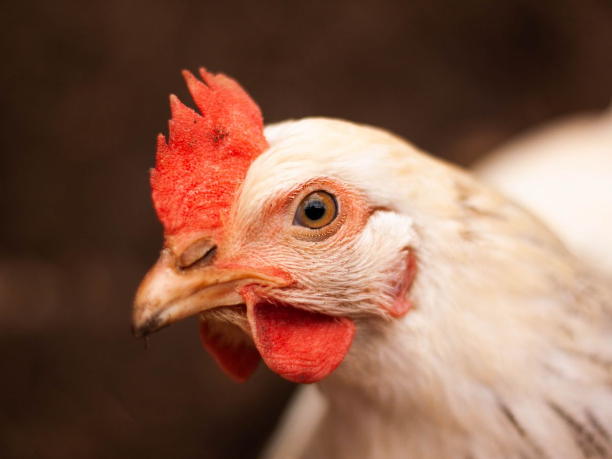 How To Know If Chickens Are Happy – Signs Of Healthy And Happy Chickens