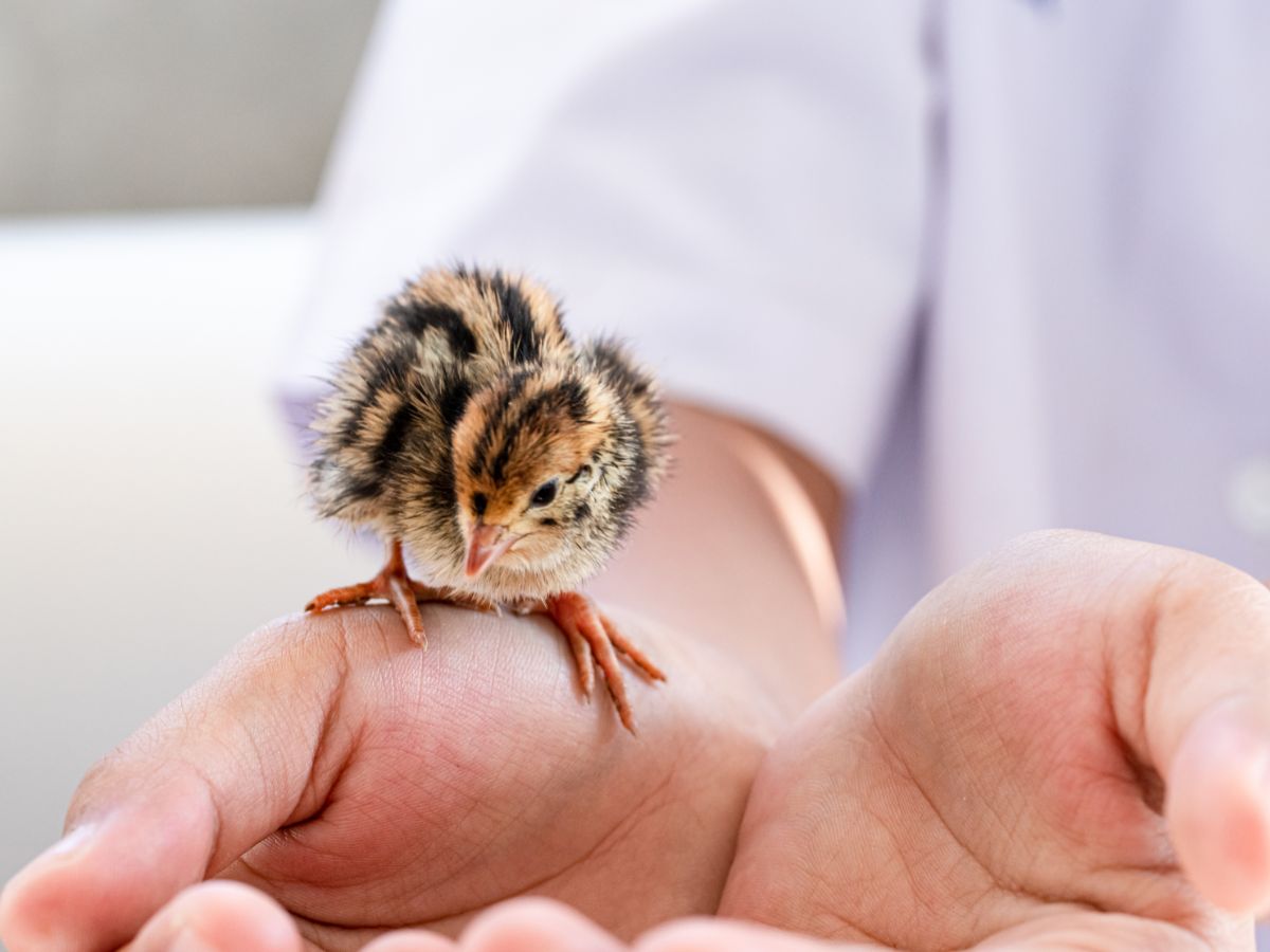 How To Raise Quails In 7 Weeks – Beginners Guide