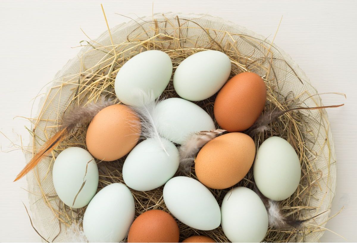 Best Chicken Breeds That Lay Blue Eggs 