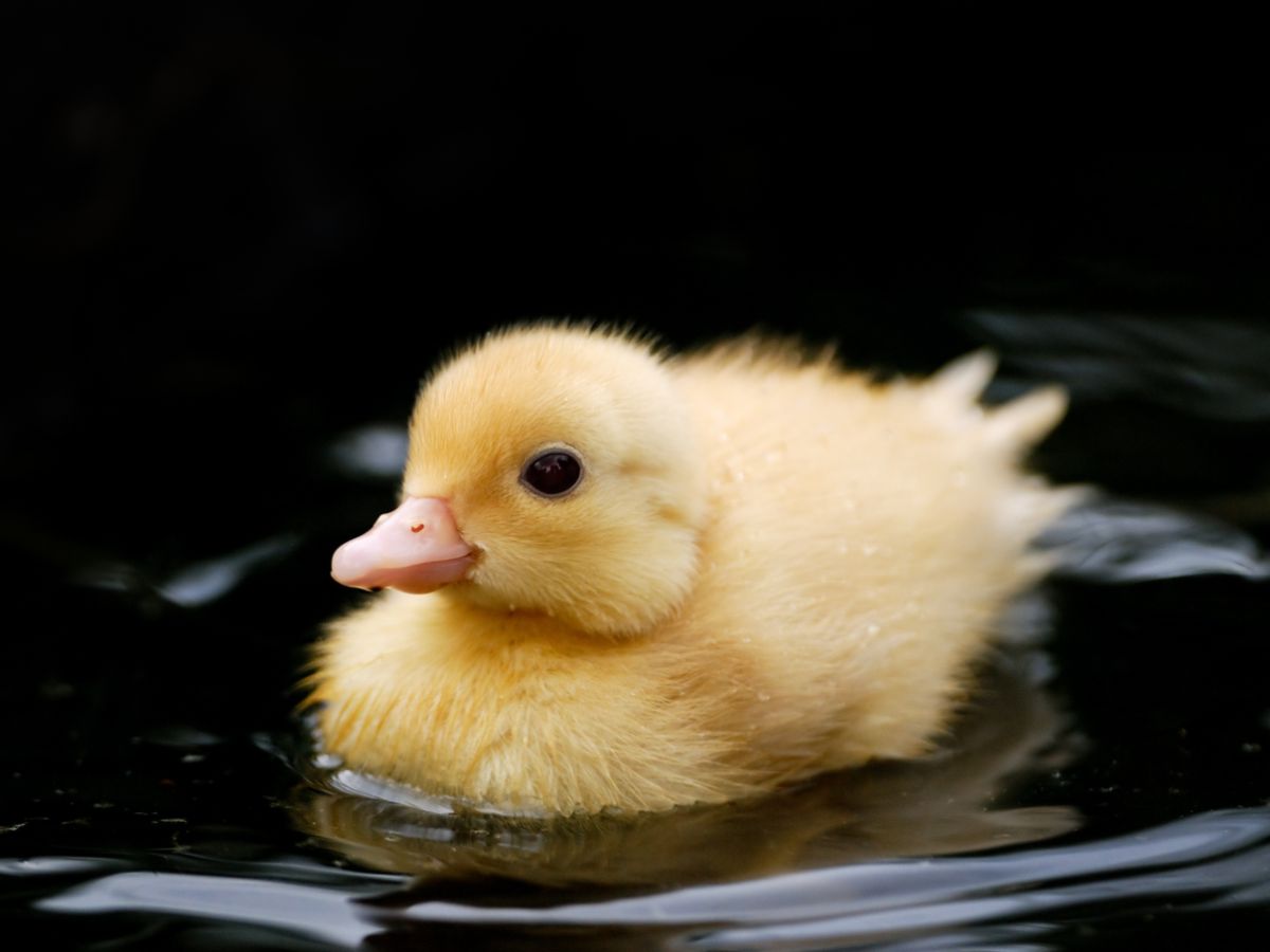 What Do Baby Ducks Eat? – Best Food For Ducklings