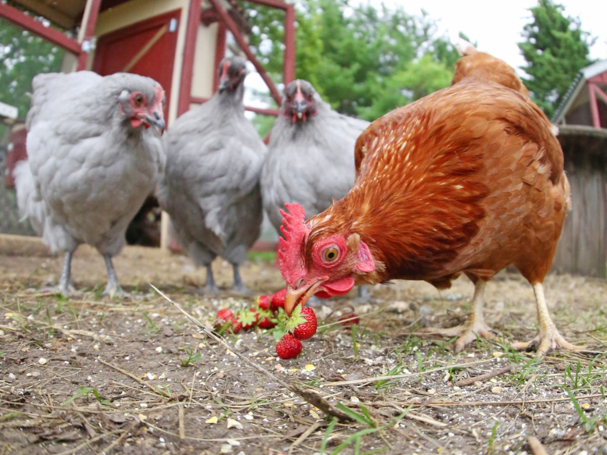 What Fruits Can Chickens Eat? (With List)