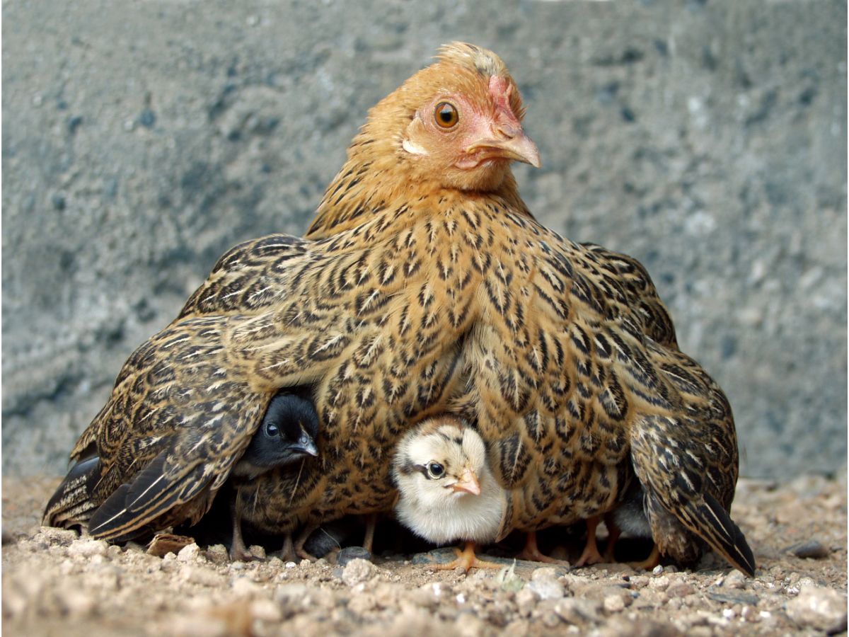 Which Is Best: Broody Hen Vs. Incubator? – Pros & Cons