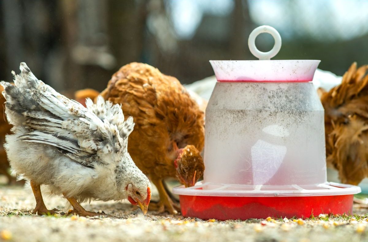 Why Are My Chickens Refusing To Eat? – And What To Do About It