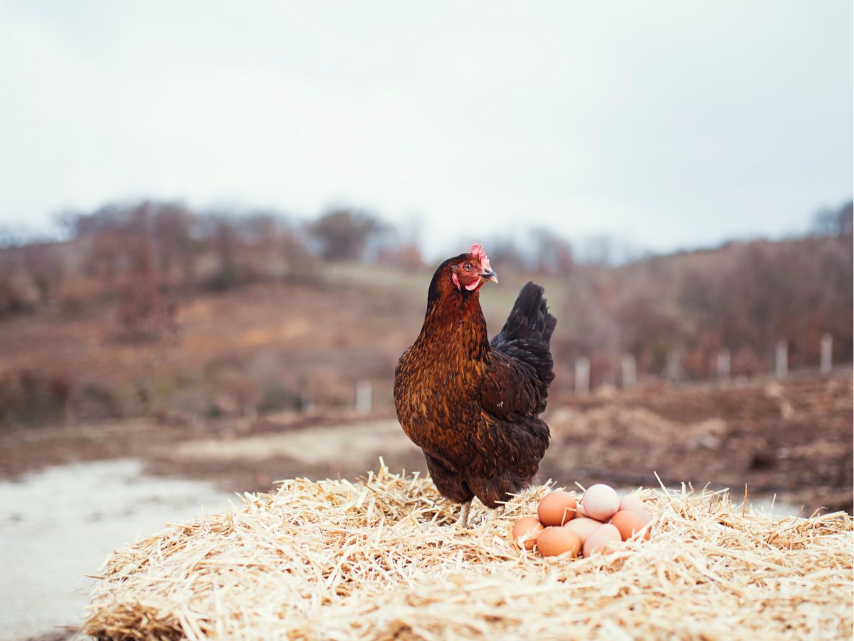 Why Do Chickens Stop Laying Eggs? – 6 Reasons