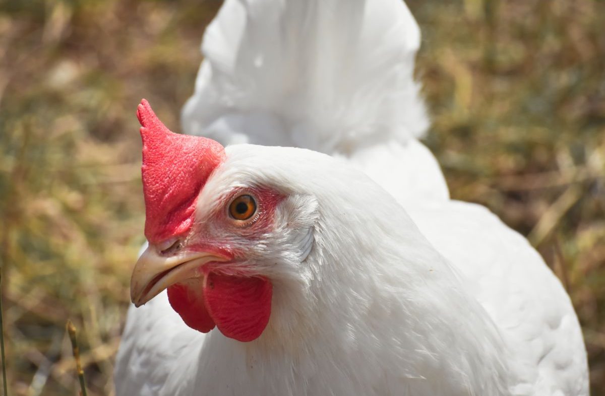 Chicken Bullying: How To Stop Chickens Pecking