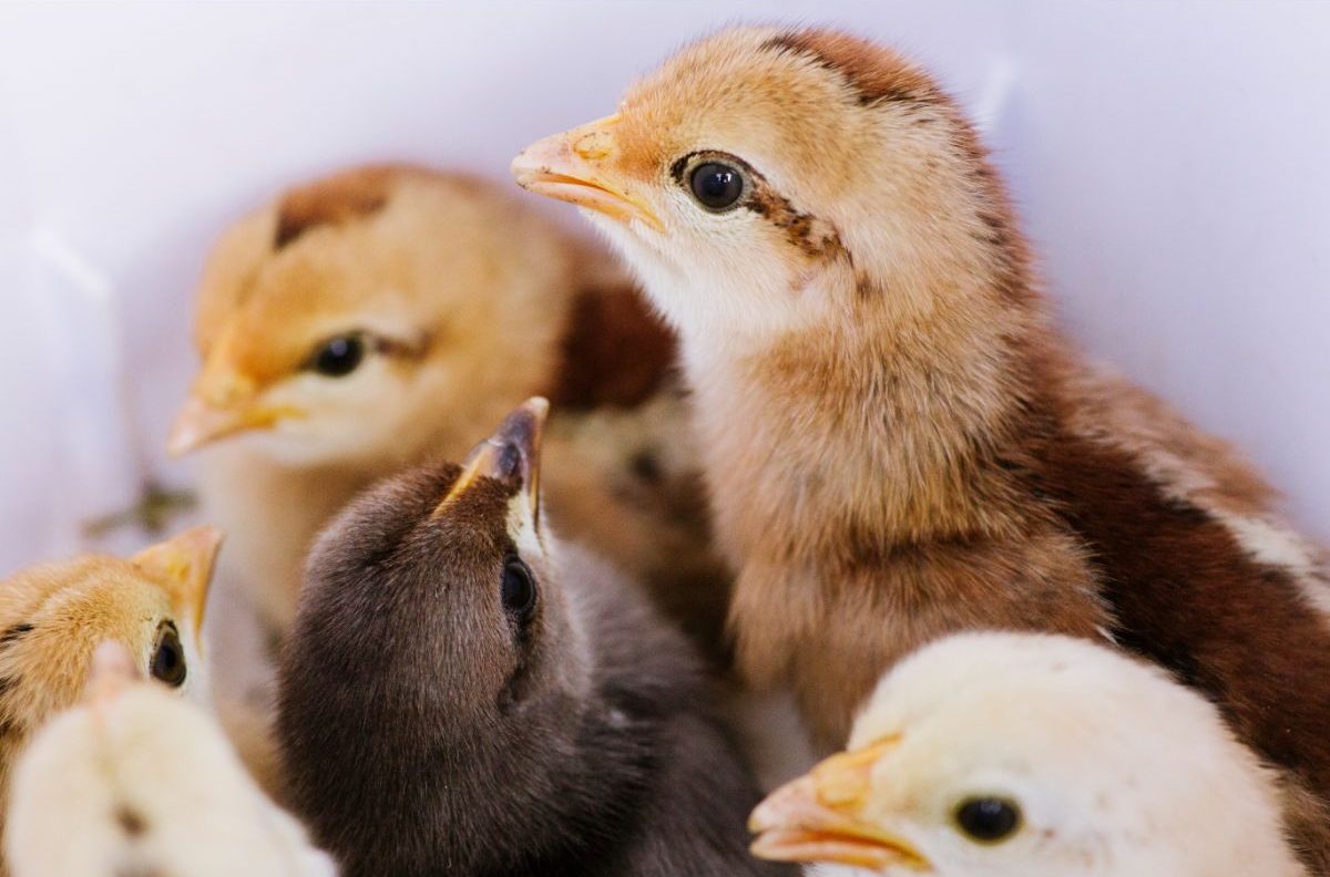 Chicken Keeping For Beginners – Start With Adults Or Chicks?