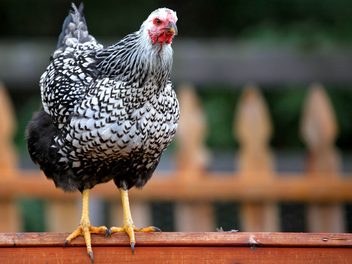 How To Take Care Of Your Chickens Daily