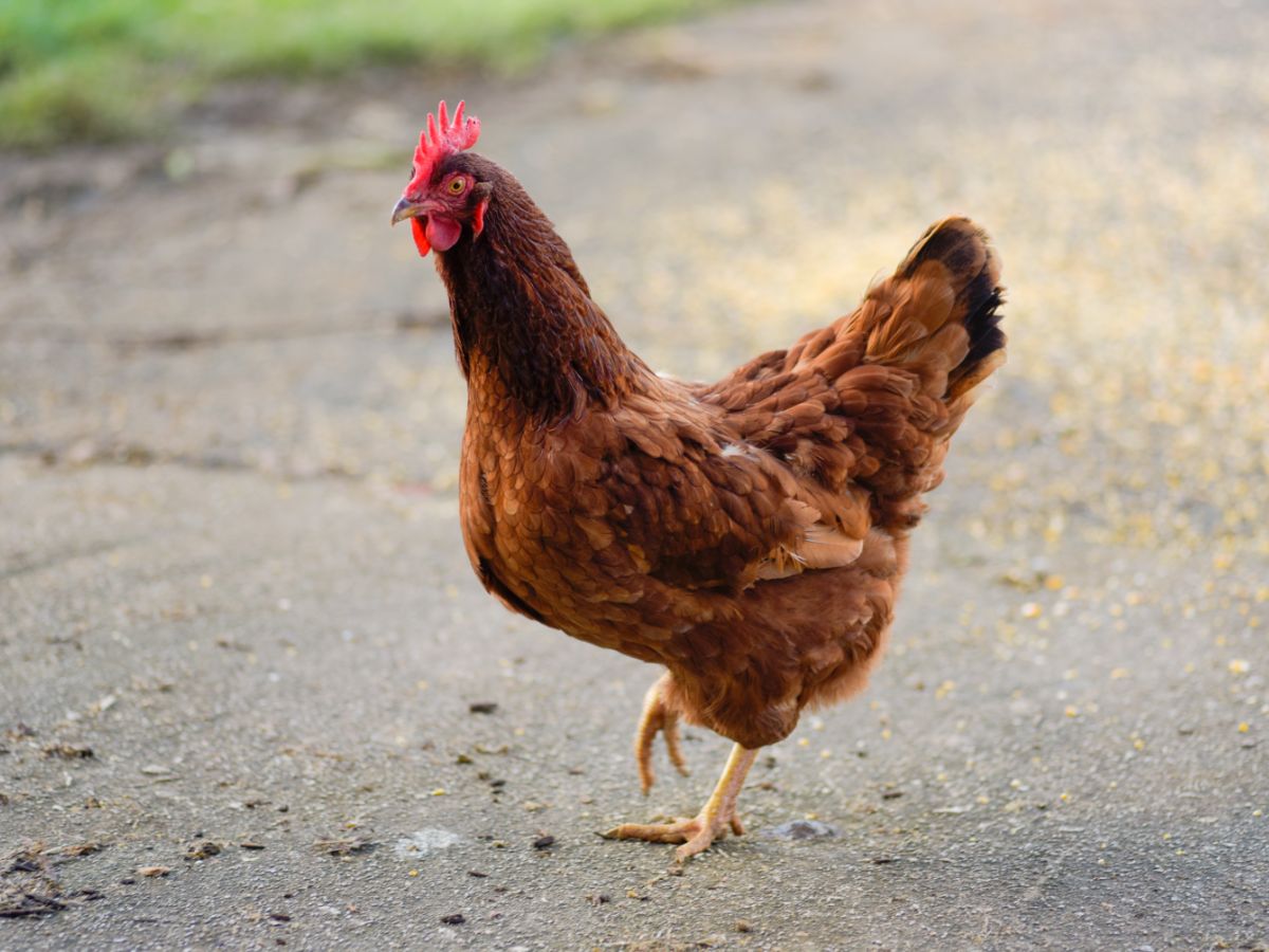 Why Are My Chickens Losing Feathers? – And How To Fix It