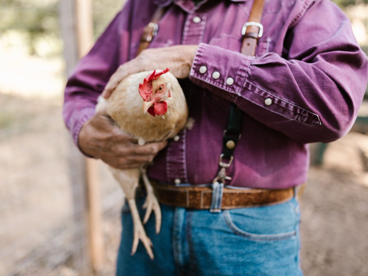 Can You Get Sick From Handling Chickens? – Contagious Diseases