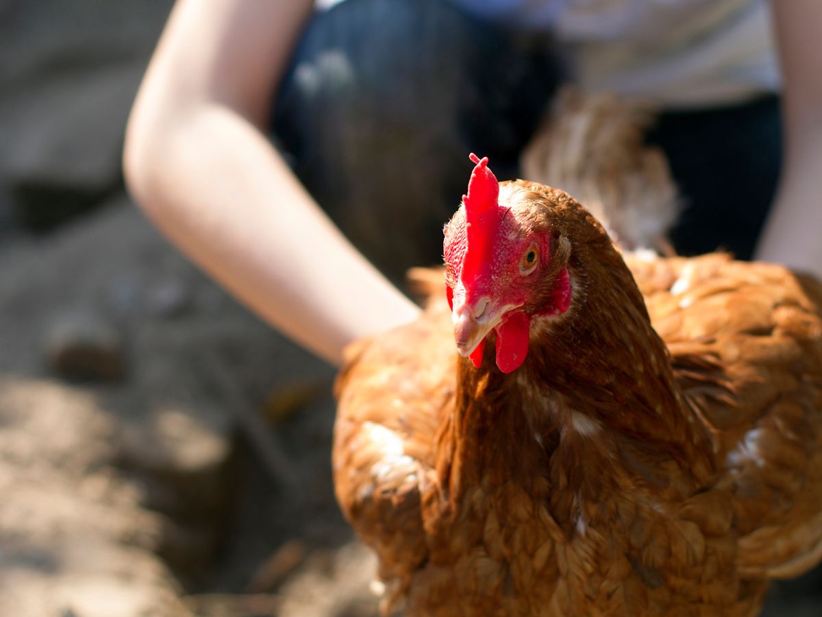 Best Methods To Catch And Handle Your Chickens