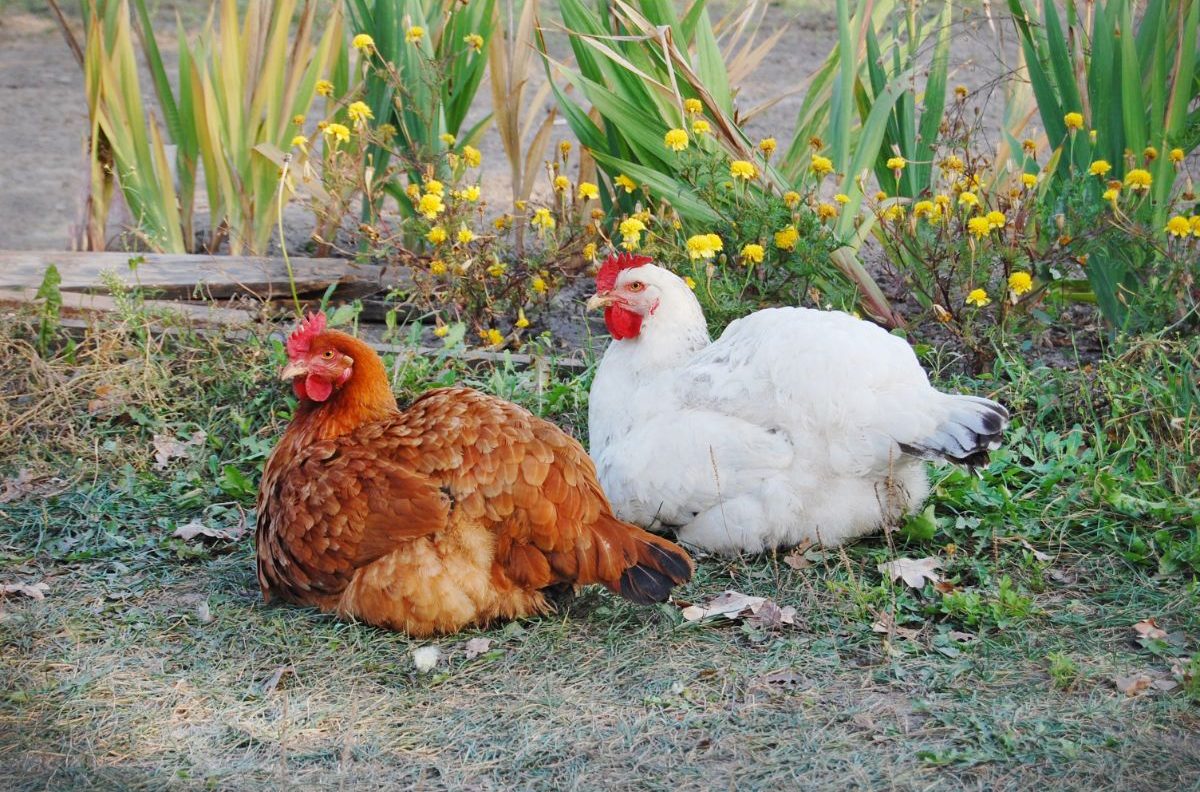 How To Chicken-Proof Your Garden – Keep Chickens Away From Your Plants