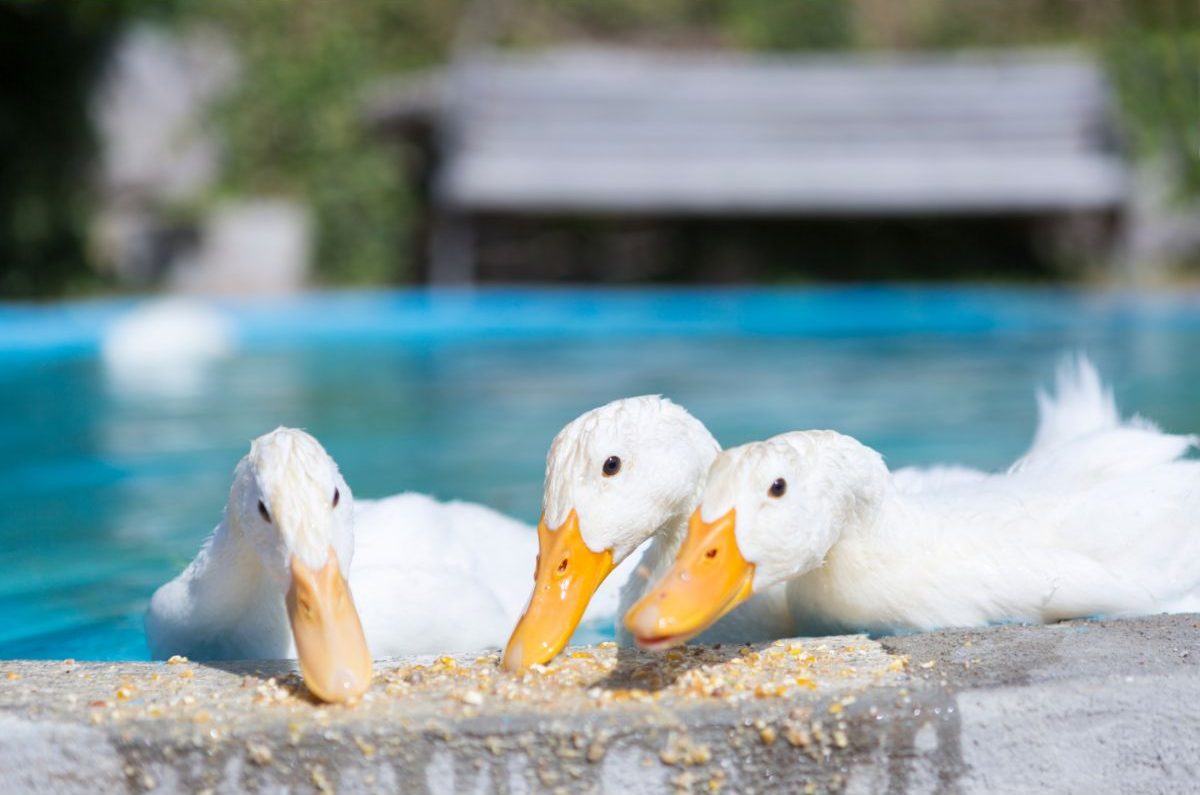 How To Feed Backyard Ducks – Best Food Options