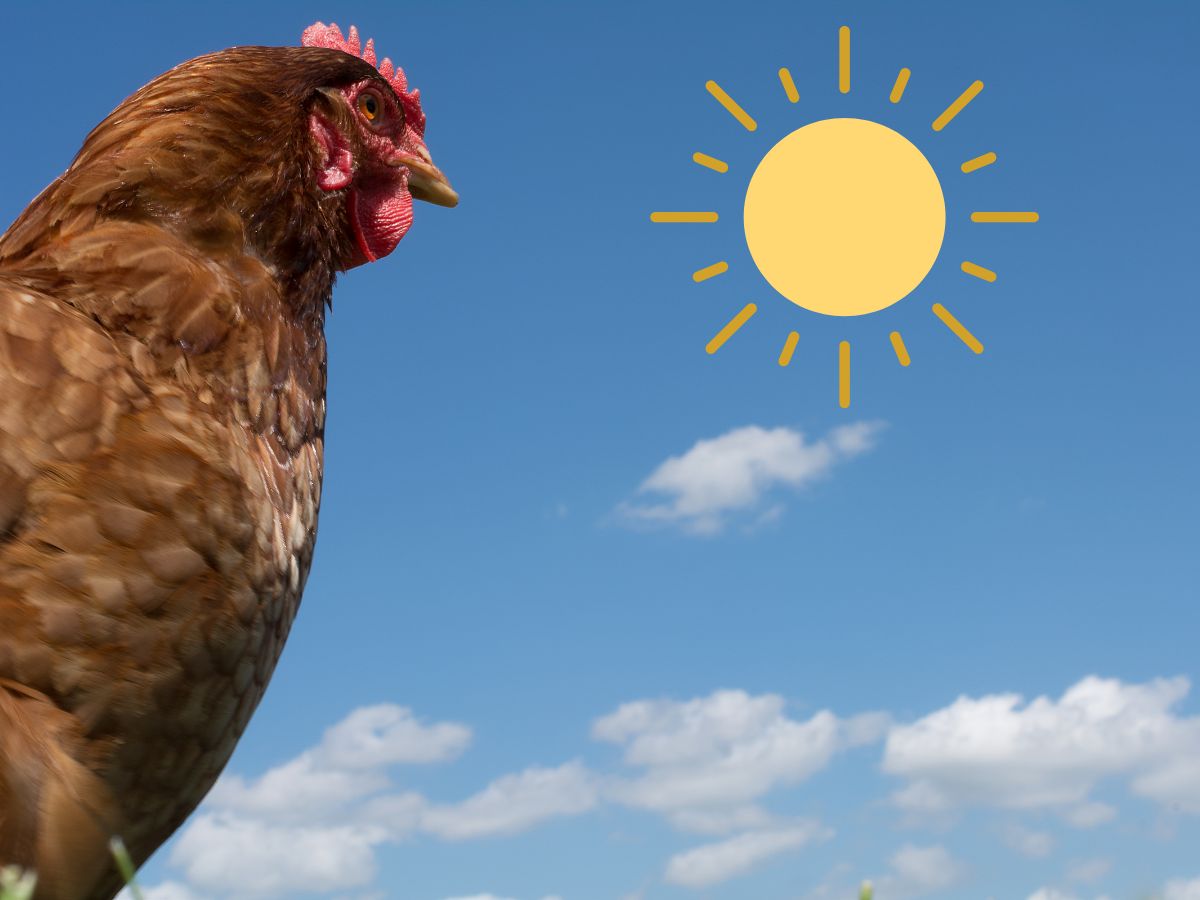 How To Keep Chickens Cool In Summer? – What Temperature Is Dangerous?