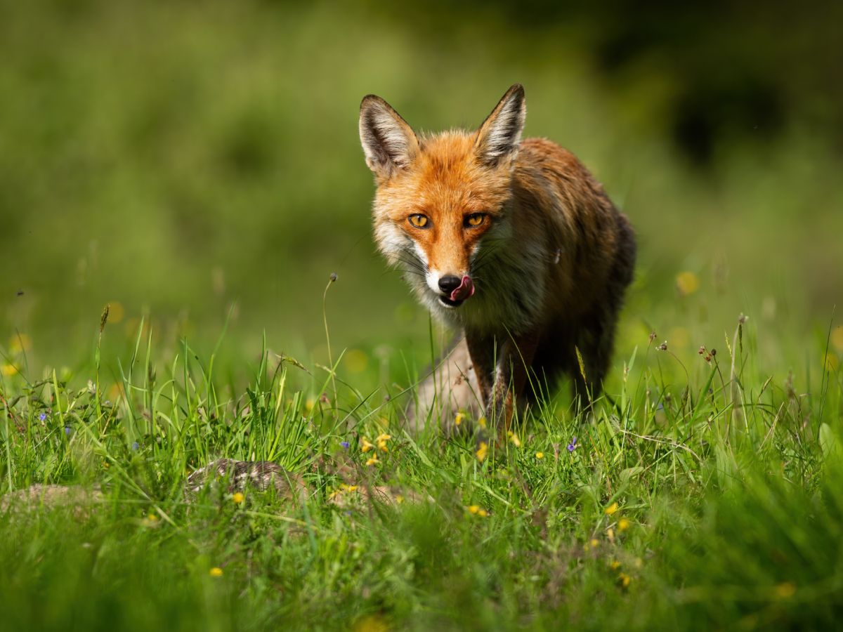 How To Protect Your Chickens From Foxes – 5 Steps