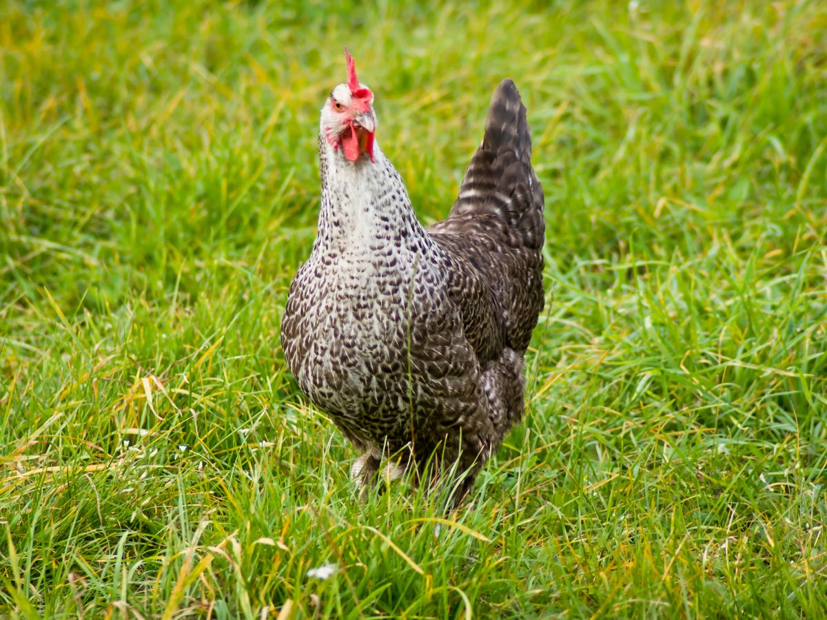 Why Has My Chicken Diarrhea? – And What To Do About It