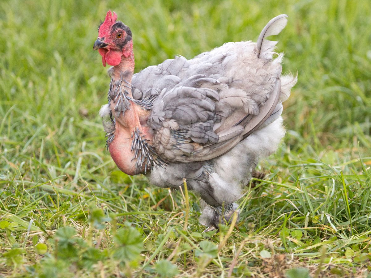 When Do Chickens Molt? – And How To Help Them