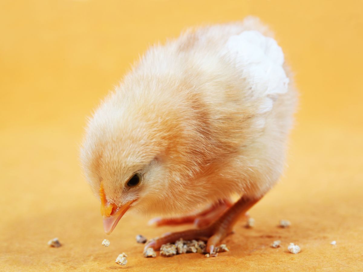 What Do Baby Chicks Eat? – Best Food Options For Chicks