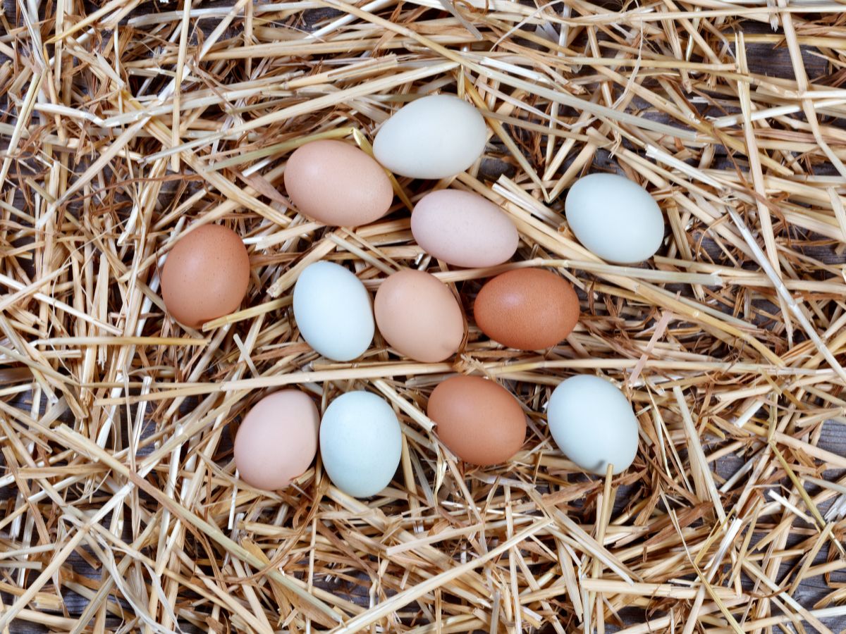 What Chickens Lay Colored Eggs? – 8 Best Chicken Breeds