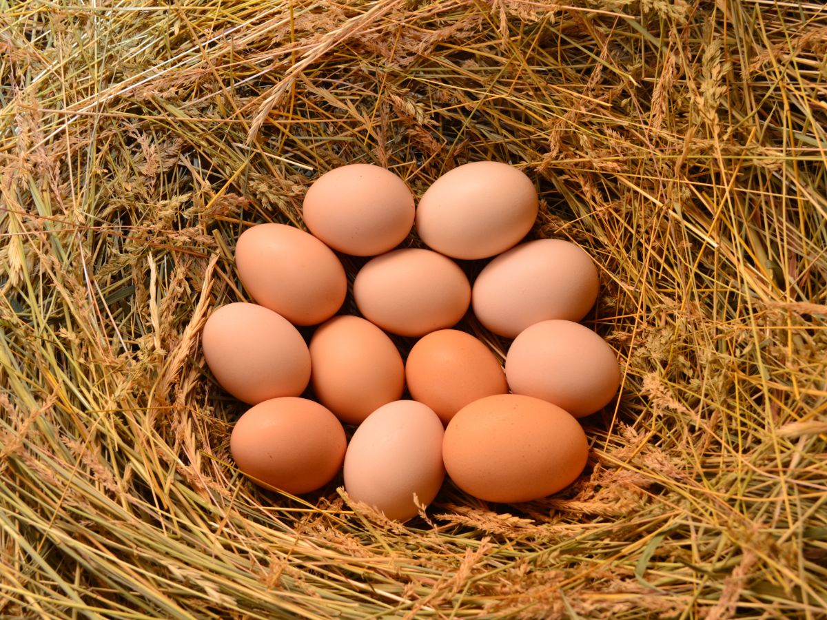 Natural Ways To Make Your Chicken Lay More Eggs – 5 Tips