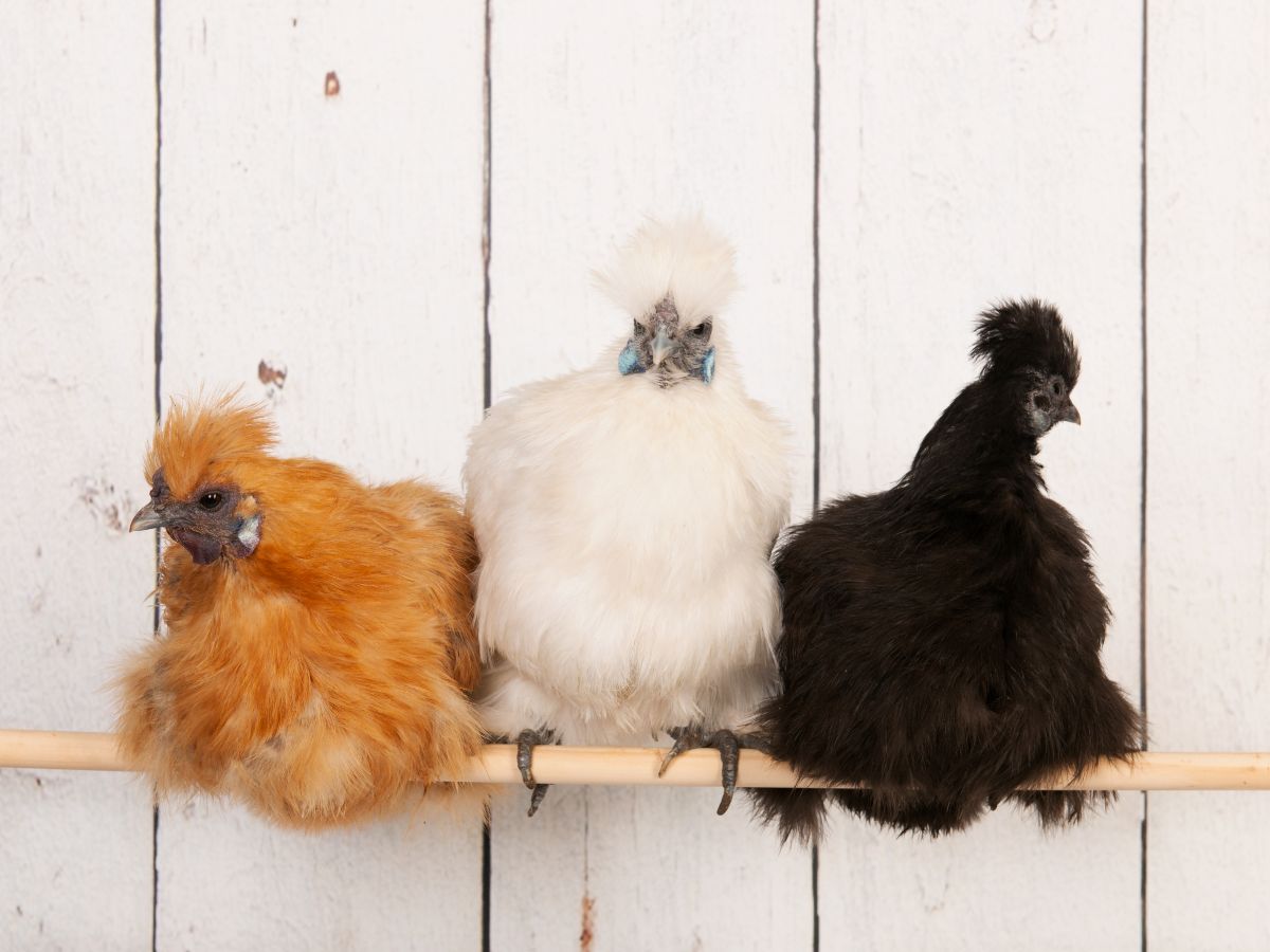 Keeping Silkie Chickens: Character, Eggs, And More…