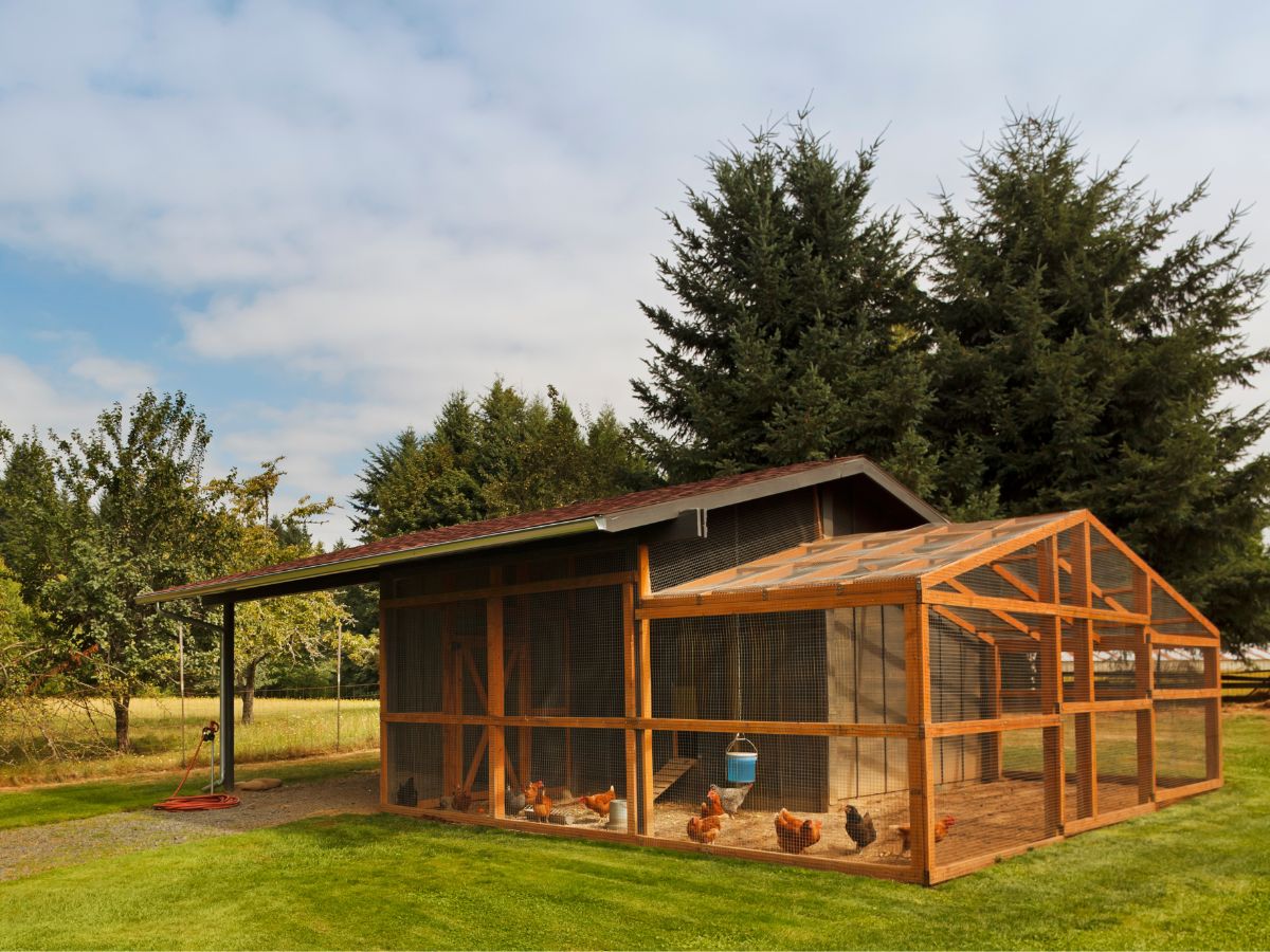 How To Set Up A Chicken Coop – Complete Guide